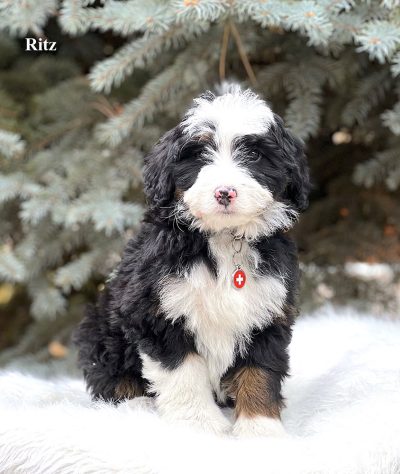 Ritz - 8 week old bernedoodle puppy