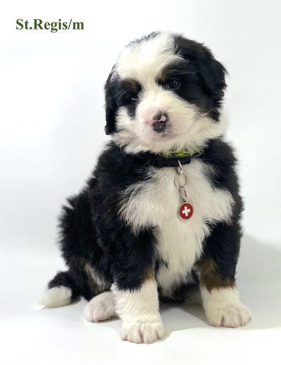 St. Regis - 6 week old bernedoodle puppy