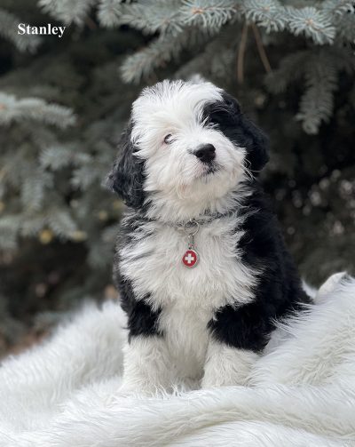 Stanley - 8 week old bernedoodle puppy