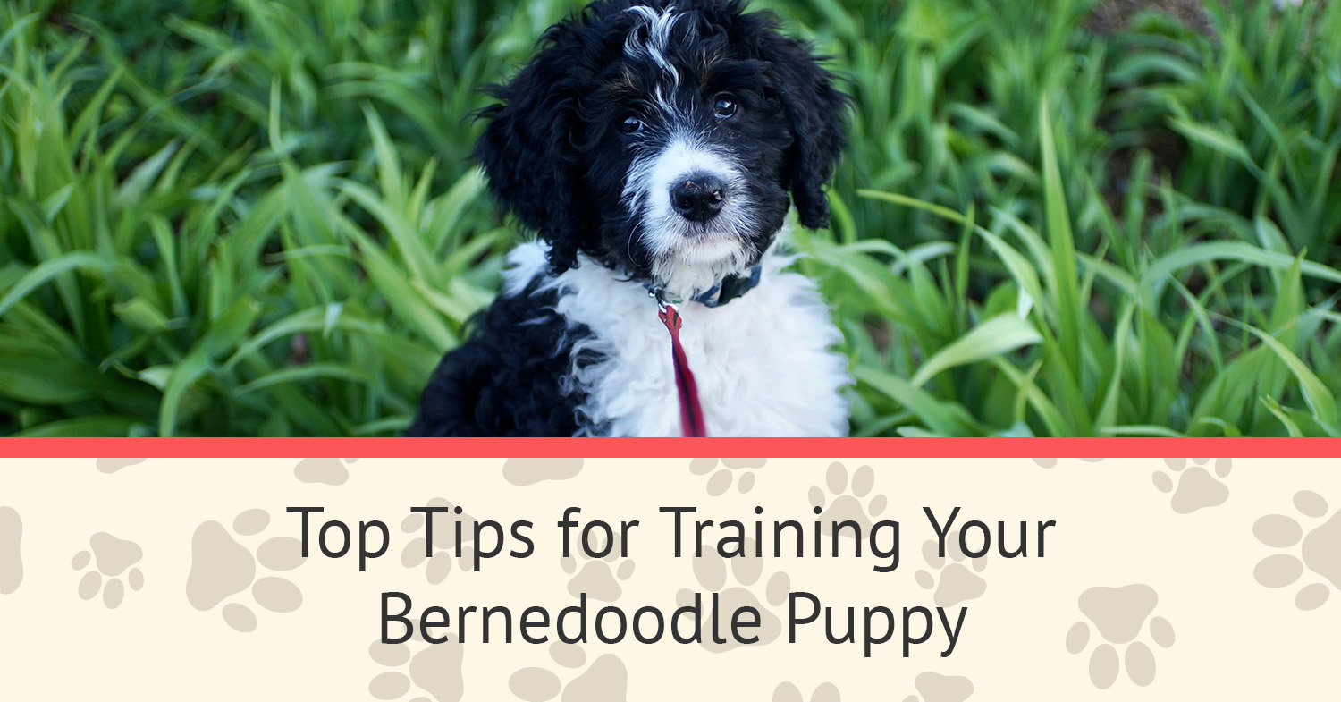 A bernedoodle puppy on a leash, sitting in tall grass.