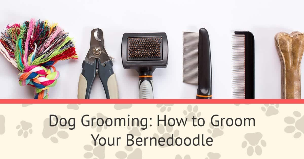 Dog Grooming How to Groom Your Bernedoodle Alpine Bernedoodles