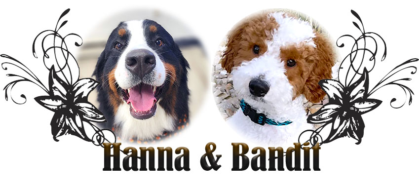 Hanna & Bandit paired breeding