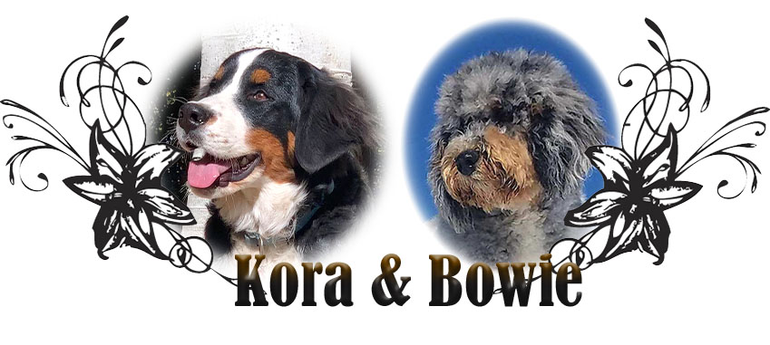 Kora & Bowie paired breeding