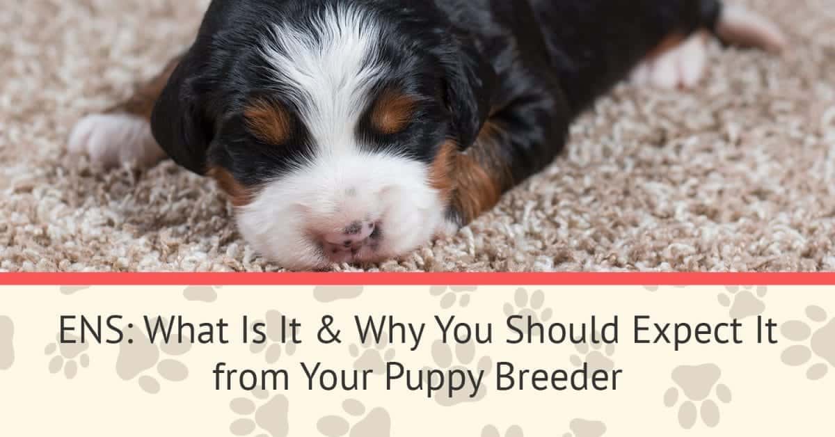 ENS What Is It & Why You Should Expect It from Your Puppy Breeder