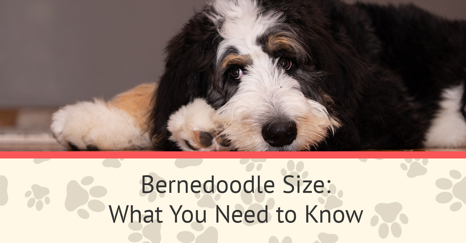 A miniature bernedoodle dog laying on the ground - a great example of one of the many bernedoodle size options available for this breed.