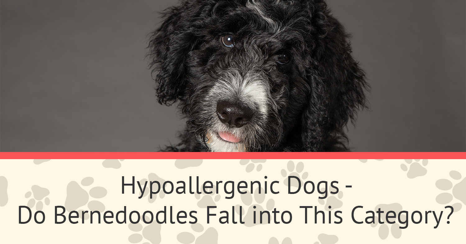 A black and white bernedoodle pup looking at the camera- this dog fall into the category of hypoallergenic dogs.