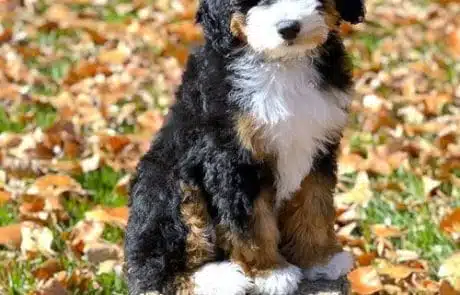 Bella sitting on stump surrounded by fall leaves