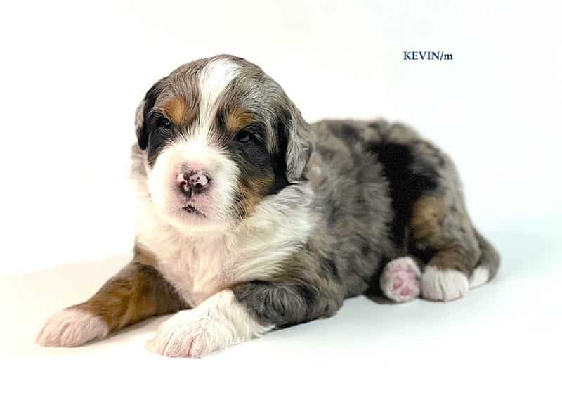Kevin - 3 week old bernedoodle puppy