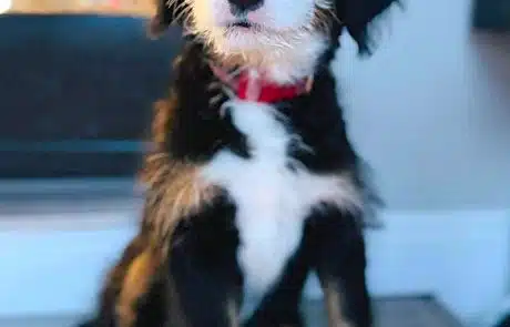 Annie the Ultra Bernedoodle sitting on porch