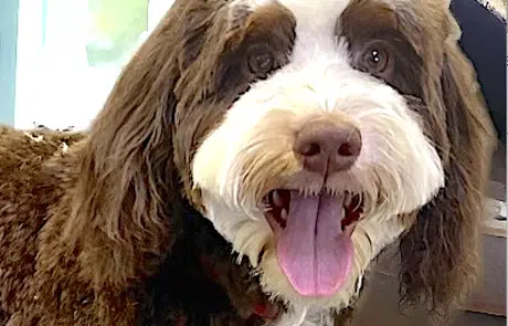 Murphy's close-up of head