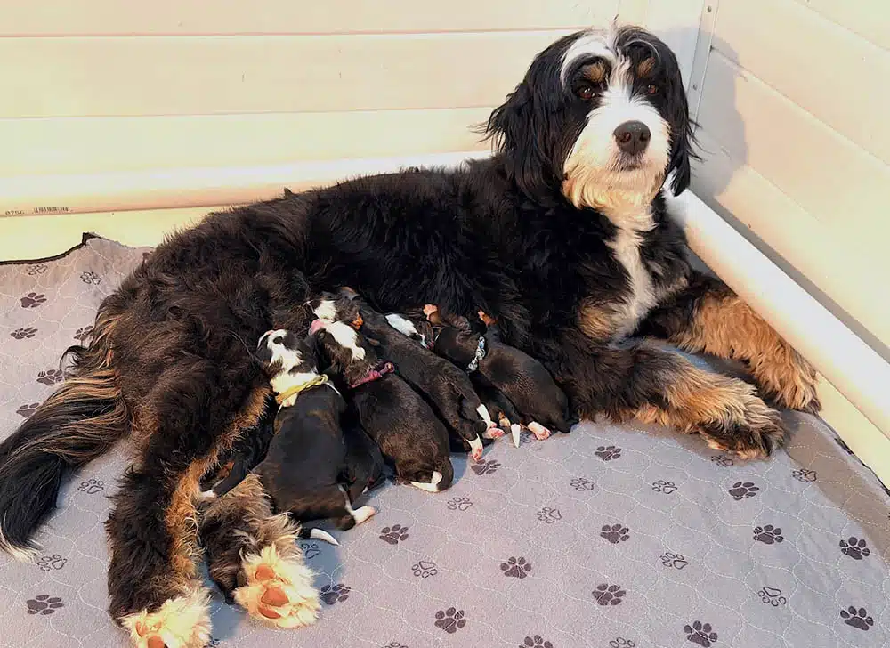 Fishing Litter pups
