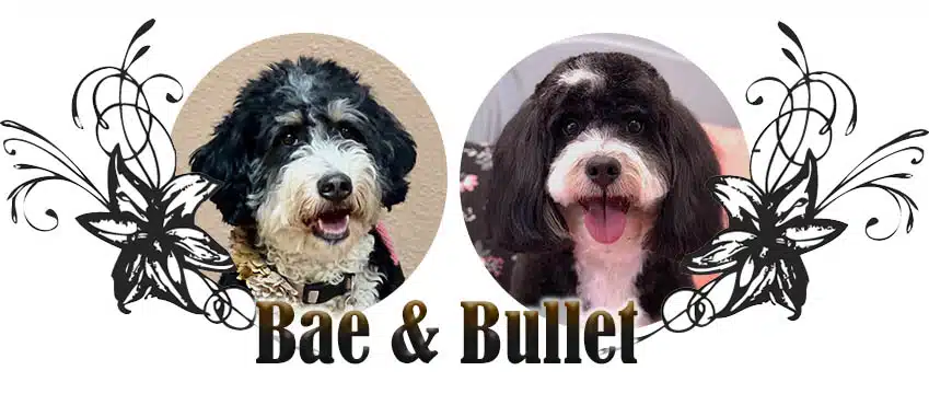 bae-bullet-2026 Bae & Bullet Paired Breeding headshots