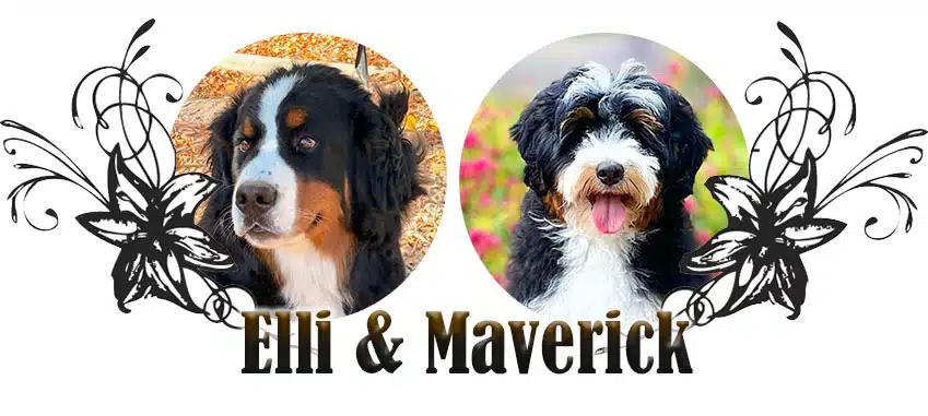 elli-maverick Elli and Maverick paired breeding