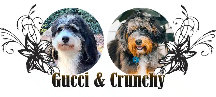 gucci-crunchy Gucci and Crunchy paired breeding
