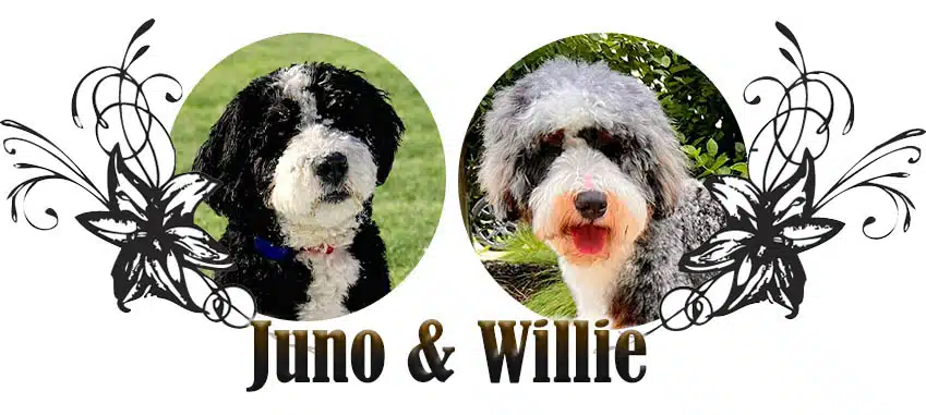 Juno-Willie Juno and Willie paired breeding