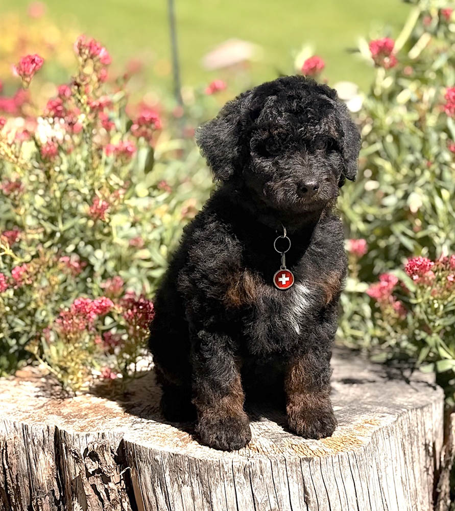 Joker-8 Joker the F1B Micro Mini puppy sitting on stump