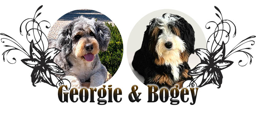 georgie-bogey Georgie and Bogey paired breeding